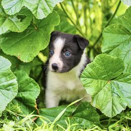 Border Collie and German Shepherd Puppies from Von Guadachi German Shepherds & Audacity Border Collies