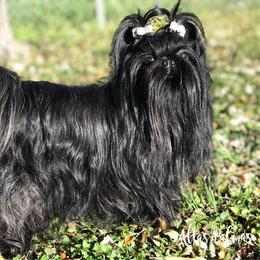 Cece - Shih Tzu