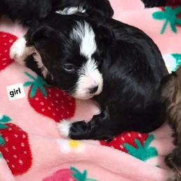 Girl 2 - Black and white female Havanese puppy in Manchester, Texas from Mimi's Havanese