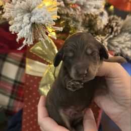 Prince Charlie - Chocolate male Dachshund puppy in El Cajon, California from Lisa Buxton
