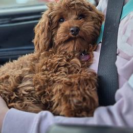Gus - Goldendoodle