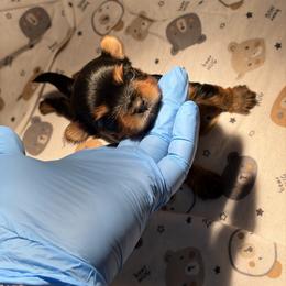 Stripe - Black and tan male Yorkshire Terrier puppy in Illinois from Pretty Little Yorkies