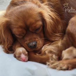 Cavalier King Charles Spaniel Puppies from Royalton Cavaliers