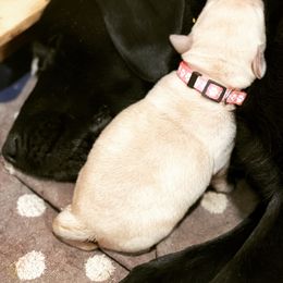 Labrador Retriever Puppies from Geronimo Labradors