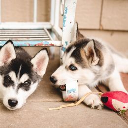 Siberian Husky Puppies from Husky Love and Pups