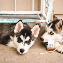 Siberian Husky Puppies from Husky Love and Pups