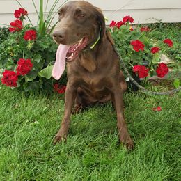 Rita - Labrador Retriever