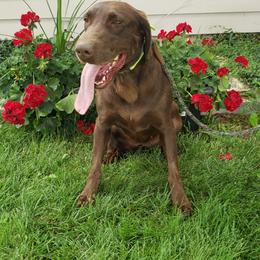 Rita - Labrador Retriever