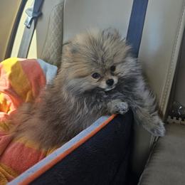 Pomeranian Puppies from Rebecca Mendoza
