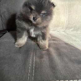 Chase - Blue and tan male Pomeranian puppy in Okmulgee, Oklahoma from 918 Pomeranians