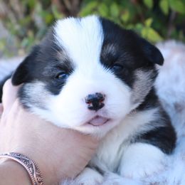 Tri girl - Black and tan female Pembroke Welsh Corgi puppy in Caliente, California from Rafter Cross 7
