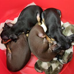 Miniature Pinscher and Rhodesian Ridgeback Puppies from Haley Gross's 	Rhodesian Ridgebacks