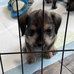 Companion Cross, Dachshund, and Miniature Schnauzer Puppies from Sheri Lauritsen
