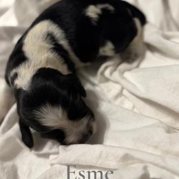 Girl 4 - female English Springer Spaniel puppy in Arcadia, Florida from Redemption Fields Springer Spaniels