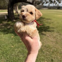 Stella - Wheaten female Miniature Schnauzer puppy in Silver Creek, Mississippi from Mamie’s Minis, LLC