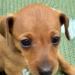 Audrey - Stag red female Miniature Pinscher puppy in Eagle Creek, Oregon from Peacock Miniature Pinschers