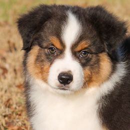 Grumpy - Miniature American Shepherd puppy from Coastal’s Miniature American Shepherds