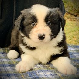 Border Collie Puppies from Beloved Border Collies
