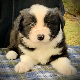 Border Collie Puppies from Beloved Border Collies