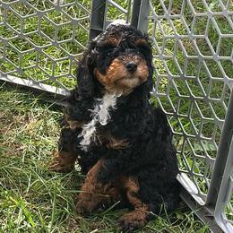 Fancy - Phantom female Poodle puppy in Cabool, Missouri from Rafter B Farms