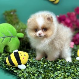 Lance - Lavender male Pomeranian puppy in Stockton, California from Pommiepalace