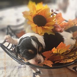 Ozzy - Tri-color male Cavalier King Charles Spaniel puppy in Charity, Missouri from Missouri. Cavaliers