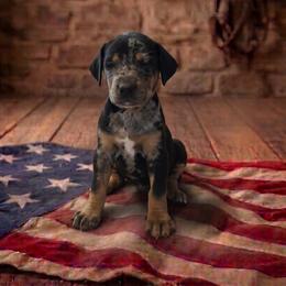 Girl 9 - female Catahoula Leopard Dog puppy in Greenwood, Delaware from OpenGate Catahoulas