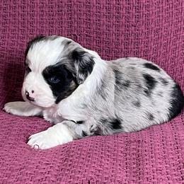 Blue Merle Female with Blue Eyes - Blue merle female Miniature Australian Shepherd puppy in Taunton, Massachusetts from Checkered Flag Champions Mini Aussies