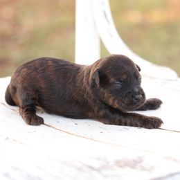 Justice - Red female Whoodle puppy in West Bend, Iowa from Blue Skies Terriers