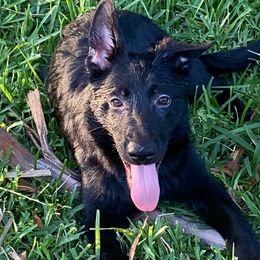 Blue collar - Black German Shepherd puppy in Punta Gorda, Florida from Blitzenhaus Working Dogs