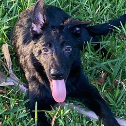 Blue collar - Black German Shepherd puppy in Punta Gorda, Florida from Blitzenhaus Working Dogs