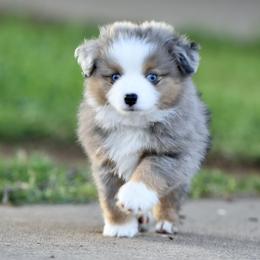 Miniature American Shepherd, Miniature Australian Shepherd, and Toy Australian Shepherd Puppies from Shooting Stars Ranch Toy and Mini Aussies