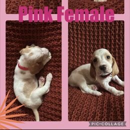 Girl 3 - Basset Hound puppy in Jacksonville, Florida from Craven Bassets