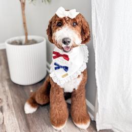 Airie - Goldendoodle