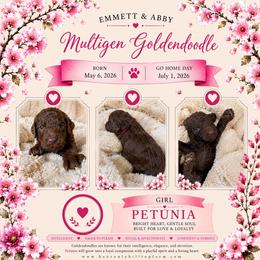 3. PETUNIA - HOT PINK COLLAR GIRL - Chocolate female Goldendoodle puppy in Charlo, Montana from Heavenly Hilltop Farm