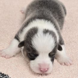 FROST-TAIL INTACT - Gray and white male American Corgi puppy in Walker, Iowa from Double K Corgis