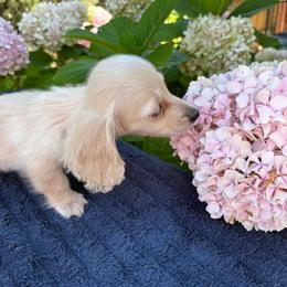 Main Street Man - Cream male Dachshund puppy in Visalia, California from DachGraston Dachshunds