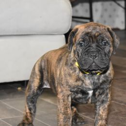 Bullmastiff Puppies from Happy Tails Bullmastiffs