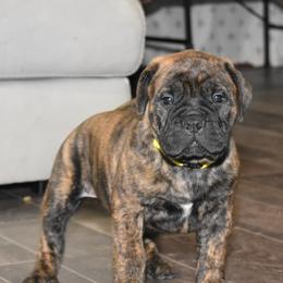 Bullmastiff Puppies from Happy Tails Bullmastiffs