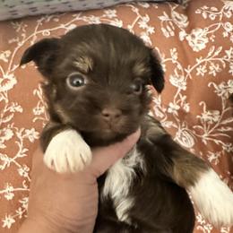 Girl 1 - Chocolate female Havanese puppy in Arizona from HavaDoggie