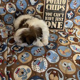 Companion Cross and Shih Tzu Puppies from Hill’s Puppies