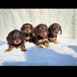 Dachshund Puppies from Channelledox