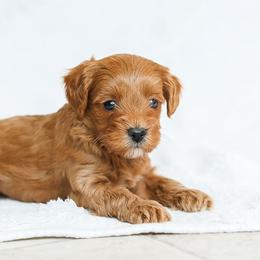 Marc - Red male Cavapoo puppy in Atglen, Pennsylvania from Smokey Hollow Puppies