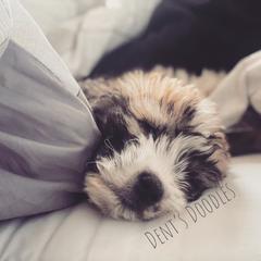 Goldendoodle, Labradoodle, Poodle, and Saint Berdoodle Puppies from Dent’s Doodles