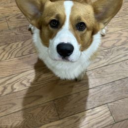 Figgie or Figaro - Pembroke Welsh Corgi