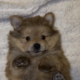 Yorkshire Terrier Puppies from Buddy’s yorkies