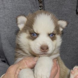Vixen - Red and white female Pomsky puppy in Spring Hill, Florida from PDQ Pomskies