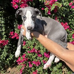 Isabella - Blue fawn female Whippet puppy in Katy, Texas from Texas Diamond Whippets