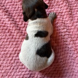 Dahlia - Liver roan female German Shorthaired Pointer puppy in Axton, Virginia from Red Clay Kennels