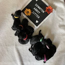 Goldendoodle Puppies from Deborah’s Doodles